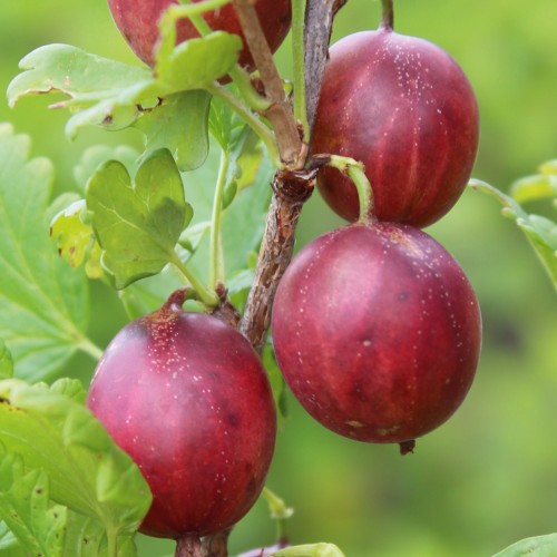 Ribes uva-crispa 'Giggles® Red' - Aed-karusmari 'Giggles® Red' C2/2L